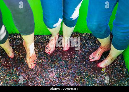 10/10/21 l/R Sarah Vause, Lucy Scriven et Sarah Hargate piétinent les raisins de cette année. Quarante-deux volontaires, tous payés en vin, cueillent et piétinent les mers Banque D'Images