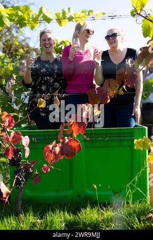 10/10/21 l/R Sarah Vause, Lucy Scriven et Sarah Hargate piétinent les raisins de cette année. Quarante-deux volontaires, tous payés en vin, cueillent et piétinent les mers Banque D'Images