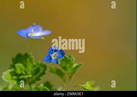 Fleur sauvage bleue dans la nature, fond flou. Fleur de germander speedwell, oiseau speedwell, ou yeux de chat (Veronica chamaedrys) Banque D'Images
