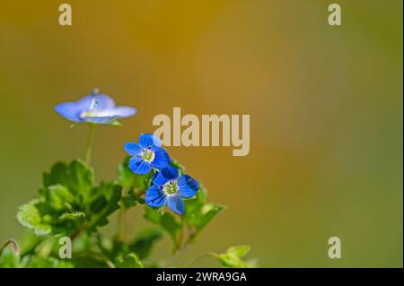 Fleur sauvage bleue dans la nature, fond flou. Fleur de germander speedwell, oiseau speedwell, ou yeux de chat (Veronica chamaedrys) Banque D'Images
