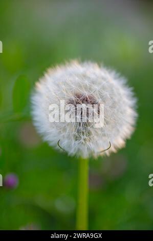 Pissenlit commun Taraxacum officinale fleurs décolorées ressemble à boule de neige, fruits mûrs de cypselae. Banque D'Images