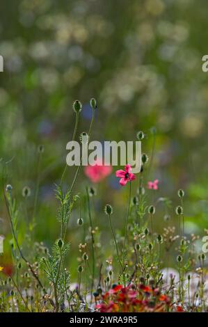 Fleur de pavot rose, Papaver dubium, fond d'herbe verte, nature en plein air, prairie avec des fleurs sauvages en gros plan Banque D'Images