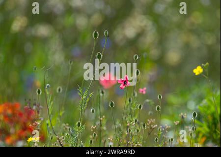 Fleur de pavot rose, Papaver dubium, fond d'herbe verte, nature en plein air, prairie avec des fleurs sauvages en gros plan Banque D'Images