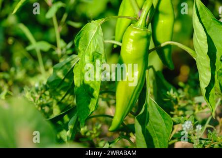 Poivrons verts poussant dans le jardin. Poivron vert suspendu sur l'arbre dans le téléchargement de plantation Banque D'Images