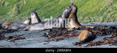 Australie, Tasmanie, île de Macquarie, Sandy Bay (UNESCO) combat des jeunes éléphants de mer du Sud (Mirounga leonine) Banque D'Images