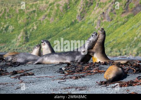 Australie, Tasmanie, île de Macquarie, Sandy Bay (UNESCO) combat des jeunes éléphants de mer du Sud (Mirounga leonine) Banque D'Images