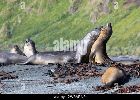 Australie, Tasmanie, île de Macquarie, Sandy Bay (UNESCO) combat des jeunes éléphants de mer du Sud (Mirounga leonine) Banque D'Images