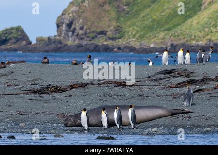 Australie, Tasmanie, île Macquarie, baie de sable (UNESCO) éléphant de mer du Sud (Mirounga leonine) et manchots royaux (Aptenodytes patagonica) Banque D'Images