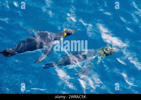 Australie, Tasmanie, près de l'île Macquarie (UNESCO) manchots royaux (Aptenodytes patagonica) nageant dans l'océan. Banque D'Images