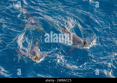 Australie, Tasmanie, près de l'île Macquarie (UNESCO) manchots royaux (Aptenodytes patagonica) nageant dans l'océan. Banque D'Images