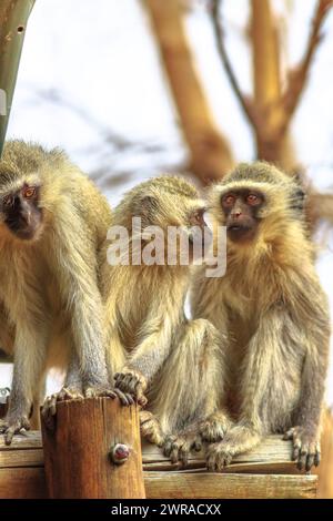 Trois singes Vervet, Chlorocebus pygerythrus, un singe de la famille des Cercopithecidae, debout sur une branche d'arbre dans le parc national Kruger, au sud Banque D'Images