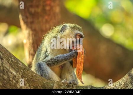 Femelle Vervet singe relaxant manger banane. Chlorocebus pygerythrus, singe de la famille des Cercopithécidés à testicules bleus chez les mâles. ISimangaliso Banque D'Images