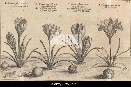 Quatre espèces de crocus, Crocus flore argent. violac. Lineis striato (titre sur objet), Crocus Arg. striato polyphyllo flore / Safran avec double. Argentin. rayé. bleu. (Titre sur objet), Crocus flore aureo purp. striato / Safran aux fleurs rayées jaune doré, Crocus pleno aureo flore striato (titre sur l'objet), jardin de fleurs d'hiver (titre de la série), Hortus floridus hyemalis (titre de la série), jardin de fleurs (titre de la série), Hortus floridus (titre de la série), impression fait partie d'un livre., imprimeur : Crispijn van de passe (II), imprimeur: Crispijn van de passe (II) Banque D'Images