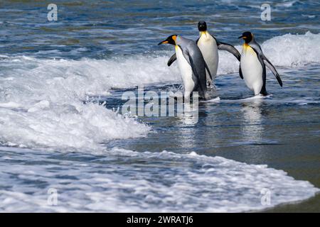 Australie, Tasmanie, île de Macquarie, Sandy Bay (UNESCO) manchots royaux (Aptenodytes patagonica) sur la plage. Banque D'Images