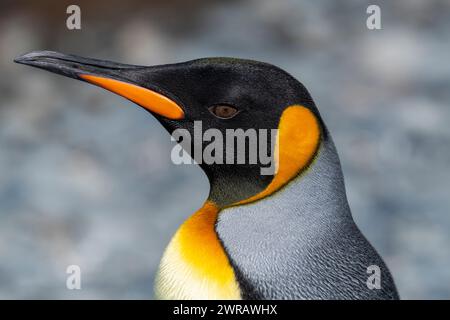 Australie, Tasmanie, île de Macquarie, tête de manchot royal et plumes de Sandy Bay (UNESCO). (Aptenodytes patagonica) Banque D'Images