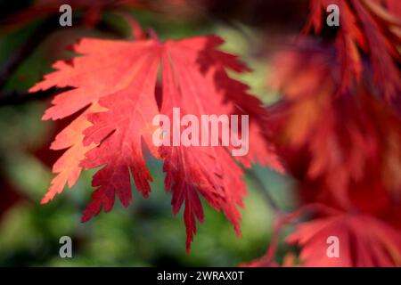 28/10/11 ..Acer japonicum aconitifolium 'The Fern Leaf Maple'..four Seasons jardin montrant toute sa couleur d'automne à Walsall, West Midlands... le prix Banque D'Images