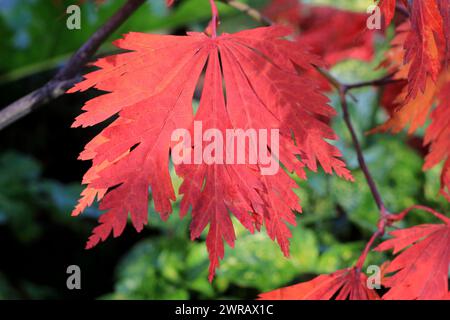 28/10/11 ..Acer japonicum aconitifolium 'The Fern Leaf Maple'..four Seasons jardin montrant toute sa couleur d'automne à Walsall, West Midlands... le prix Banque D'Images