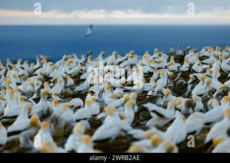 Grand troupeau de gannets sur une falaise à Cape Kidnappers Banque D'Images