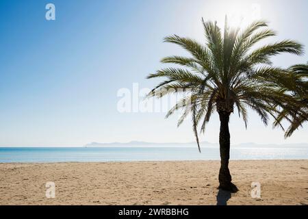 Plage avec palmiers, Can Picafort, Baie d'Alcudia, Majorque, Îles Baléares, Espagne Banque D'Images