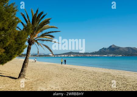 Plage avec palmiers, Can Picafort, Baie d'Alcudia, Majorque, Îles Baléares, Espagne Banque D'Images