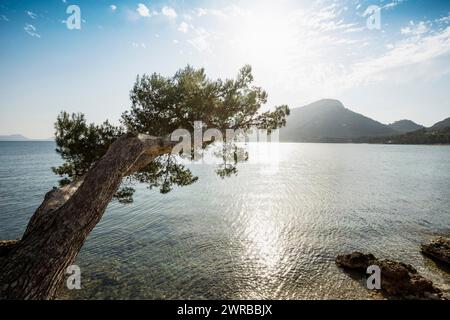 Platja Formentor, Cape Formentor, Port de Pollença, Serra de Tramuntana, Majorque, Majorque, Îles Baléares, Espagne Banque D'Images