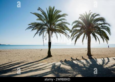 Plage avec palmiers, Can Picafort, Baie d'Alcudia, Majorque, Îles Baléares, Espagne Banque D'Images