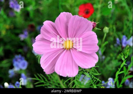 Gros plan d'une fleur rose (Cosmea bipinnata), Cosmea, sur fond de fleurs violettes et de feuillage vert, Stuttgart, Bade-Wuerttemberg, Allemagne Banque D'Images