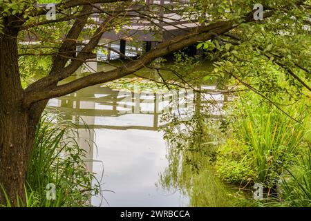 Branches d'arbres surplombant un étang avec des reflets et de l'herbe verte vibrante au bord de l'eau, en Corée du Sud Banque D'Images