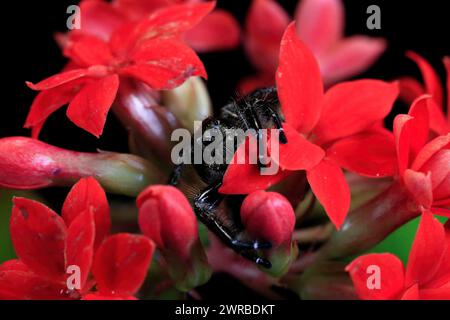 Araignée sauteuse brune (Platycryptus undatus), adulte, sur feuille, Amérique du Nord, captive Banque D'Images