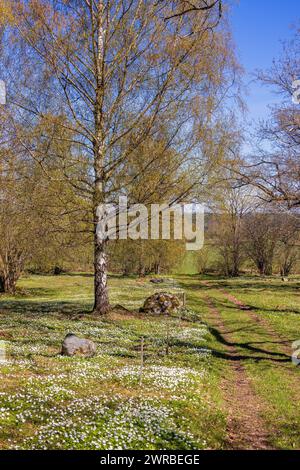 Anémone de bois fleuri (Anemone nemorosa) par un chemin dans une bosquet de bouleaux une journée de printemps ensoleillée Banque D'Images