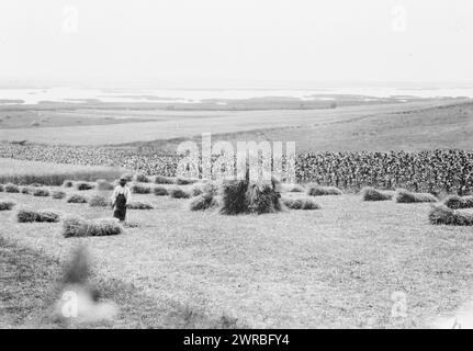Homme dans les champs avec des grappes de céréales, Hongrie, 1923, terres cultivées, Hongrie, 1920-1930, tirages photographiques, 1920-1930., tirages photographiques, 1920-1930, 1 tirage photographique Banque D'Images