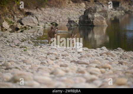 Sambar biche et faon par l'eau, parc national de Corbett, Inde Banque D'Images