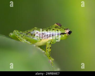 Tsarafidy Madagascar grenouille, Guibemantis pulcher, Lalangina, haute Matsiatra, Madagascar Banque D'Images