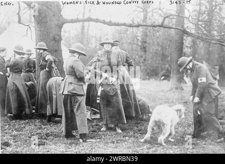 Women's Sick and Wounded Convoy corps, - Angl., photographie montre des femmes s'entraînant avec un chien dans le cadre du Women's Sick and Wounded Convoy corps pendant la première Guerre mondiale en Angleterre., entre env. 1910 et env. 1915, Guerre mondiale, 1914-1918, négatifs en verre, 1 négatif : verre Banque D'Images