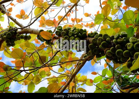 Figuier ou Ficus racemosa avec des fruits verts sur le tronc d'arbre une sorte de moraceae peut utiliser comme aliment végétal, ou phytothérapie cultivant au Vietnam Banque D'Images