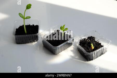 Réutiliser les déchets pour faire pot en plastique pour semer les graines, la croissance de germes faire de nouvelles plantes à partir du sol, recycler et planter un arbre faire la protection de l'environnement et l'éco Banque D'Images