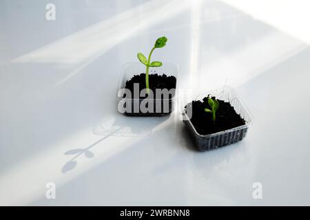 Réutiliser les déchets pour faire pot en plastique pour semer les graines, la croissance de germes faire de nouvelles plantes à partir du sol, recycler et planter un arbre faire la protection de l'environnement et l'éco Banque D'Images