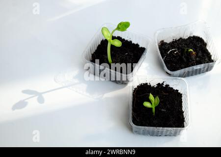 Réutiliser les déchets pour faire pot en plastique pour semer les graines, la croissance de germes faire de nouvelles plantes à partir du sol, recycler et planter un arbre faire la protection de l'environnement et l'éco Banque D'Images
