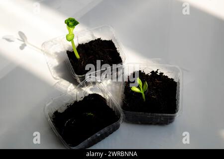 Réutiliser les déchets pour faire pot en plastique pour semer les graines, la croissance de germes faire de nouvelles plantes à partir du sol, recycler et planter un arbre faire la protection de l'environnement et l'éco Banque D'Images