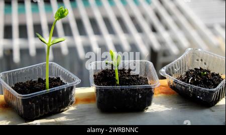 Réutiliser les déchets pour faire pot en plastique pour semer les graines, la croissance de germes faire de nouvelles plantes à partir du sol, recycler et planter un arbre faire la protection de l'environnement et l'éco Banque D'Images