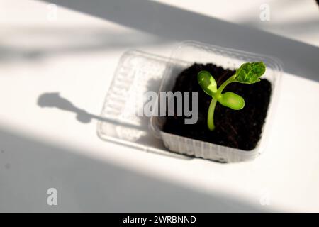 Réutiliser les déchets pour faire pot en plastique pour semer les graines, la croissance de germes faire de nouvelles plantes à partir du sol, recycler et planter un arbre faire la protection de l'environnement et l'éco Banque D'Images