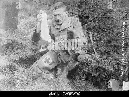 Bandages du kit de chien britannique, la photographie montre l'homme obtenir des bandages d'un chien, pendant la première Guerre mondiale, entre 1914 et CA. 1915, Guerre mondiale, 1914-1918, négatifs en verre, 1 négatif : verre Banque D'Images