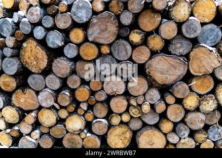 Extrémités coupées de pile de bois Banque D'Images
