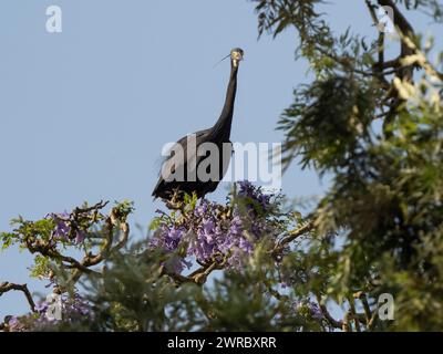 Aigrette dimorphe, Egretta dimorpha, Ambohimahasoa, haute Matsiatra, Madagascar Banque D'Images