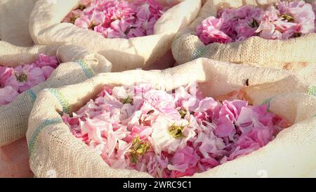 Sachets avec pétales de rose collectés pour l'huile de rose biologique obtenue par distillation à la vapeur. Industrie agricole Banque D'Images