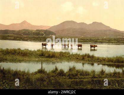 Cynicht et Moelwyn (étude sur les bovins), pays de Galles, Print montre les sommets montagneux Cnicht et Moelwynion à Snowdonia., entre env. 1890 et env. 1900., pays de Galles, parc national de Snowdonia, couleur, 1890-1900 Banque D'Images