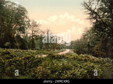 Une vue près de Speech House, Forêt de Dean, Angleterre, entre CA. 1890 et env. 1900., Angleterre, Forest of Dean, Color, 1890-1900 Banque D'Images