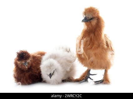 poulet à soie devant un fond blanc Banque D'Images