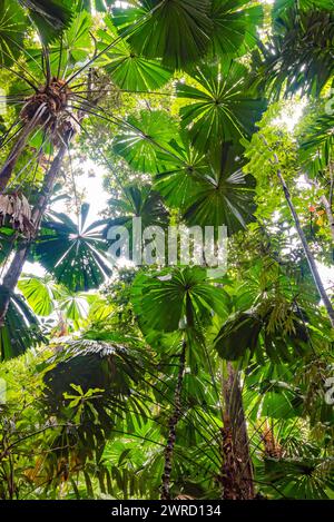 Les palmiers emblématiques Licuala Palms (Licuala ramsayi) créent des silhouettes sur le ciel diurne du parc national de Daintree dans le nord du Queensland, en Australie Banque D'Images