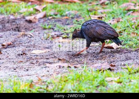 La sauvagine orangée indigène (Megapodius reinwardt) ou mégapode à pieds orangés est une petite mégapode vue ici à Cape Tribulation, Queensland Banque D'Images